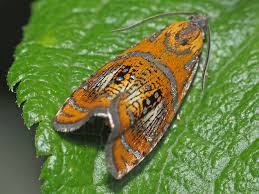 Attēlu rezultāti vaicājumam “Olethreutes arcuella”