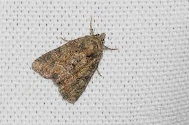 Attēlu rezultāti vaicājumam “Oligia sp.”