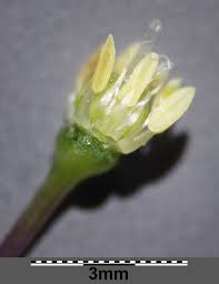 Attēlu rezultāti vaicājumam “Allium sativum bud”