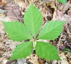 Attēlu rezultāti vaicājumam “Parthenocissus quinquefolia leaf”