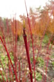 Attēlu rezultāti vaicājumam “Cornus alba”