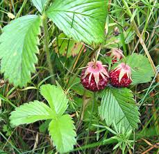 Attēlu rezultāti vaicājumam “xComagaria rosea  flower”
