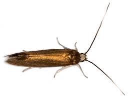 Attēlu rezultāti vaicājumam “Roeslerstammia erxlebella”