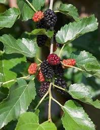Attēlu rezultāti vaicājumam “Carpinus betulus fruit”