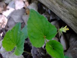 Attēlu rezultāti vaicājumam “Viola uliginosa leaf”