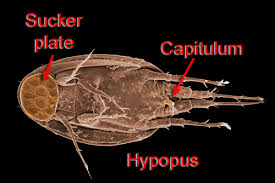Attēlu rezultāti vaicājumam “Mesostigmata”