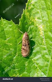 Attēlu rezultāti vaicājumam “Nomophila noctuella”