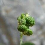 Attēlu rezultāti vaicājumam “Medicago lupulina fruit”