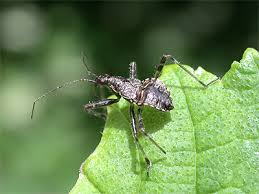 Attēlu rezultāti vaicājumam “Himacerus apterus”