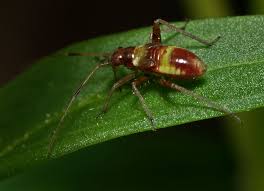 Attēlu rezultāti vaicājumam “Closterotomus biclavatus”