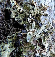 Attēlu rezultāti vaicājumam “Plectocarpon lichenum”