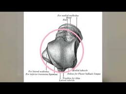 Image result for b%FD%E7ak anatomisi