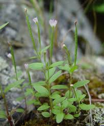 Attēlu rezultāti vaicājumam “Epilobium”