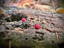 Attēlu rezultāti vaicājumam “Lycogala confusum young”