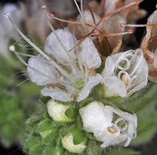 Attēlu rezultāti vaicājumam “Veronica scutellata flower”