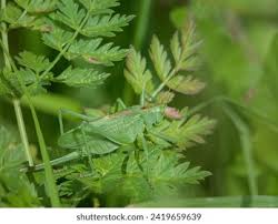 Attēlu rezultāti vaicājumam “Tettigonia cantans”