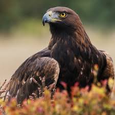 Attēlu rezultāti vaicājumam “Aquila chrysaetos”
