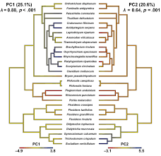 Attēlu rezultāti vaicājumam “Didymodon tophaceus sporophyte”