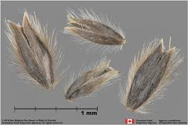Attēlu rezultāti vaicājumam “Alopecurus pratensis fruit”