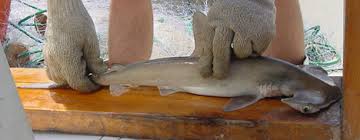 Image result for Sphyrna lewini