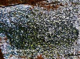 Attēlu rezultāti vaicājumam “Opegrapha atra”