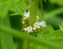 Attēlu rezultāti vaicājumam “Lycopus europaeus flower”