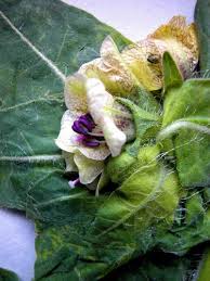 Attēlu rezultāti vaicājumam “Hyoscyamus niger fruit”