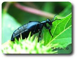 Attēlu rezultāti vaicājumam “Meloe sp. larva”