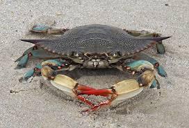Image result for Callinectes sapidus