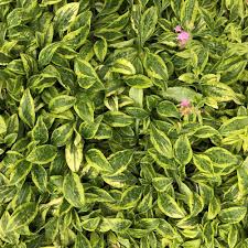 Attēlu rezultāti vaicājumam “Silene dioica leaf”