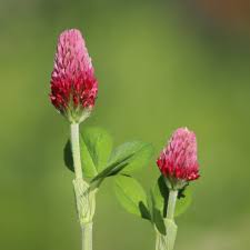 Image result for Trifolium incarnatum