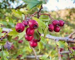 Attēlu rezultāti vaicājumam “Crataegus monogyna fruit”
