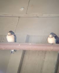 Attēlu rezultāti vaicājumam “Hirundo rustica juvenile”