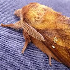 Attēlu rezultāti vaicājumam “Euthrix potatoria imago”