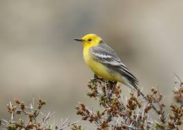 Attēlu rezultāti vaicājumam “Motacilla citreola”