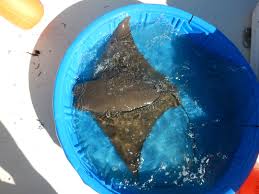 Image result for Rhinoptera brasiliensis