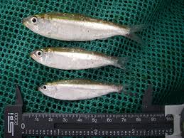 Image result for Alosa alabamae