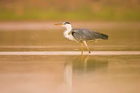 Attēlu rezultāti vaicājumam “Ardea cinerea”