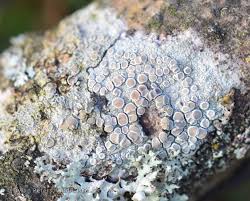 Attēlu rezultāti vaicājumam “Lecanora carpinea”