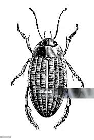 Attēlu rezultāti vaicājumam “Colymbetes striatus”