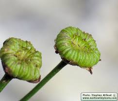 Attēlu rezultāti vaicājumam “Alisma plantago-aquatica fruit”