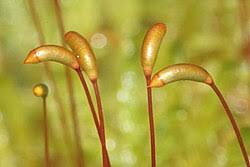 Attēlu rezultāti vaicājumam “Sanionia uncinata  sporophyte”