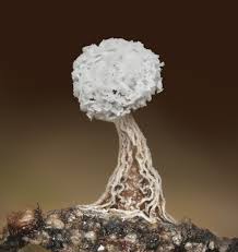 Attēlu rezultāti vaicājumam “Didymium sp.”