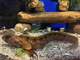 Image result for Zoarces americanus