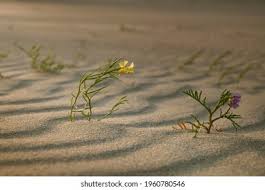 Attēlu rezultāti vaicājumam “Linaria loeselii fruit”