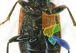 Attēlu rezultāti vaicājumam “Panagaeus cruxmajor”