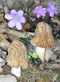 Attēlu rezultāti vaicājumam “Verpa bohemica”