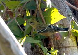 Image result for Dendroica castanea