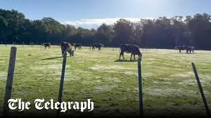 Image result for Forest Green Estonia Cricket Club