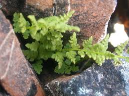 Attēlu rezultāti vaicājumam “Cystopteris fragilis”